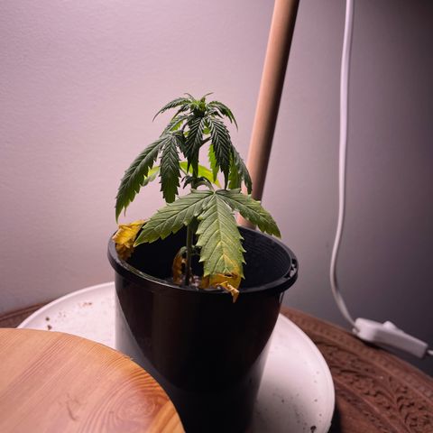 BGA1 growlog timeline photo