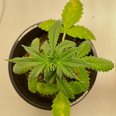 BGA1 growlog photo: Finally growing again!