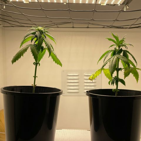 BGA1 growlog photo: Good growth 