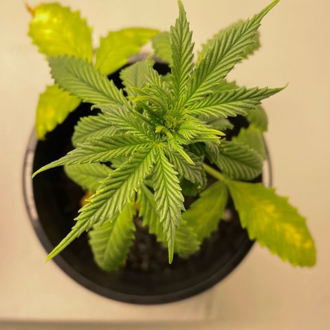 BGA1 growlog photo: Good growth 
