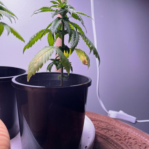 BGA1 growlog photo: Strong growth last couple of days