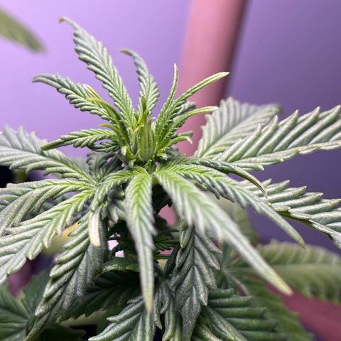BGA1 growlog photo: Strong growth last couple of days