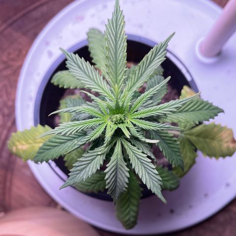 BGA1 growlog photo: Strong growth last couple of days