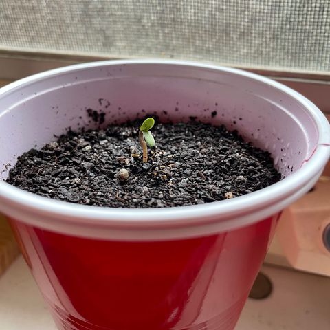 Sour Diesel Auto growlog photo