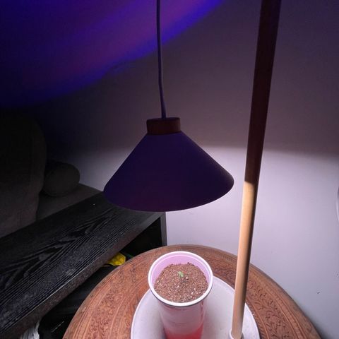 Sour Diesel Auto growlog photo