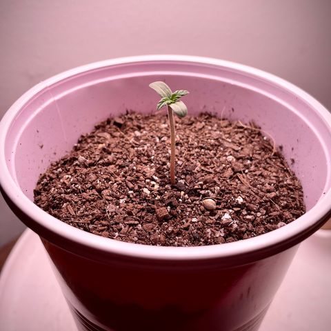 Sour Diesel Auto growlog photo
