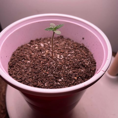 Sour Diesel Auto growlog photo