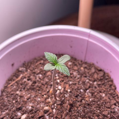 Sour Diesel Auto growlog timeline photo