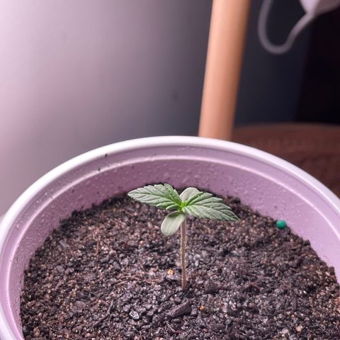 Sour Diesel Auto growlog photo: Added some soil around the leggy stem