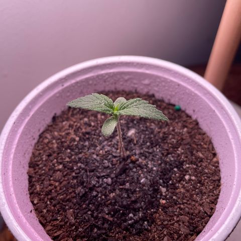 Sour Diesel Auto growlog timeline photo