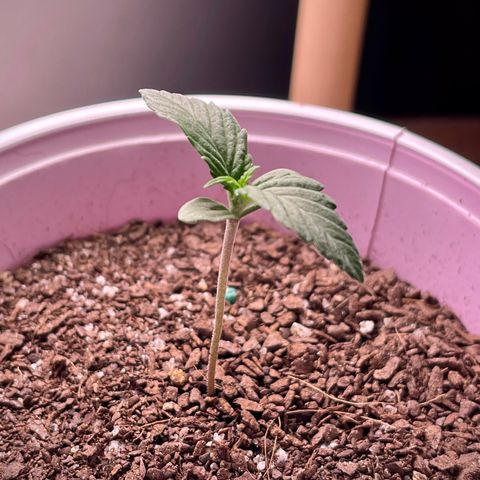 Sour Diesel Auto growlog timeline photo