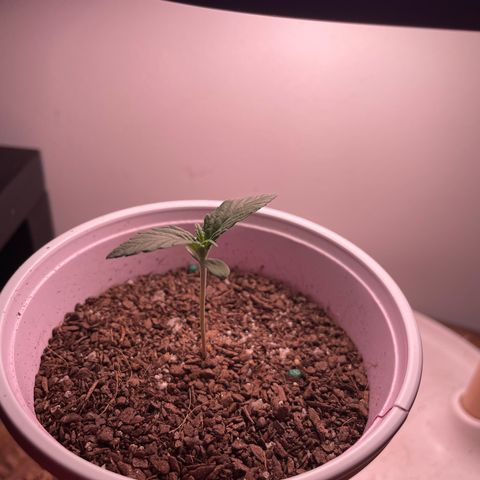 Sour Diesel Auto growlog timeline photo