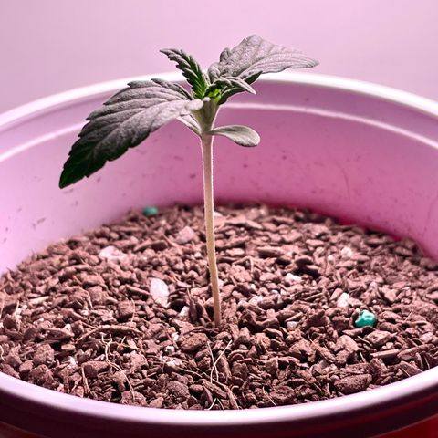 Sour Diesel Auto growlog timeline photo
