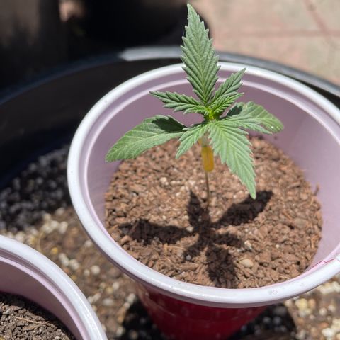 Sour Diesel Auto growlog photo: First night outside