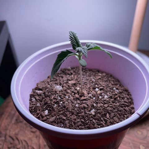 Sour Diesel Auto growlog photo: Overwatered 😐