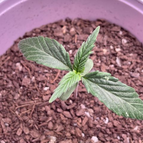 Sour Diesel Auto growlog timeline photo