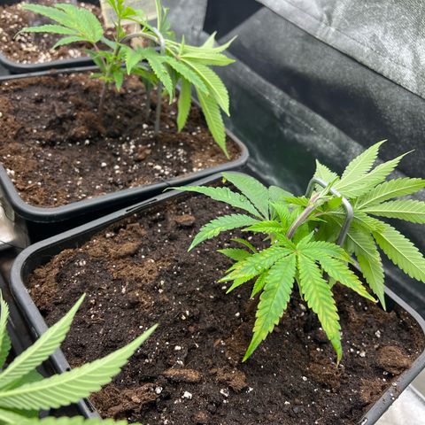 Dantes Inferno  growlog timeline photo
