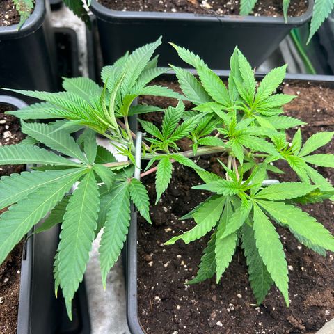Dantes Inferno  growlog timeline photo