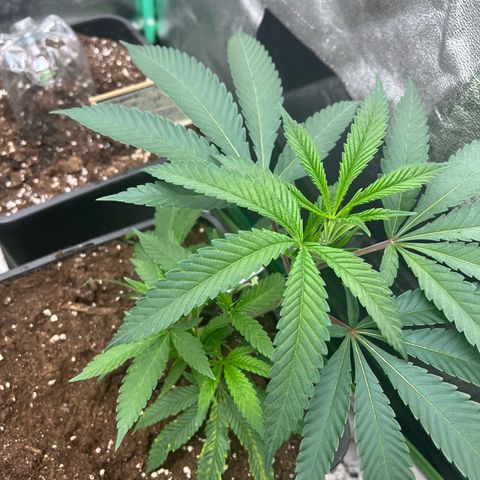 Dantes Inferno  growlog timeline photo