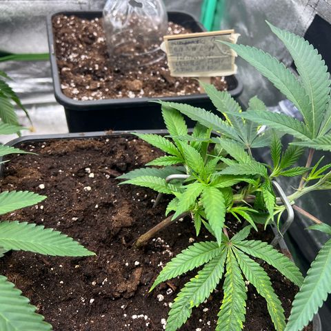 Dantes Inferno  growlog timeline photo