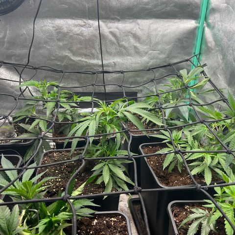 Dantes Inferno  growlog timeline photo