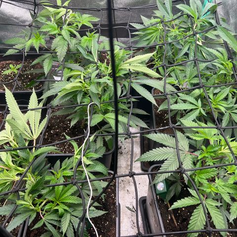 Dantes Inferno  growlog timeline photo