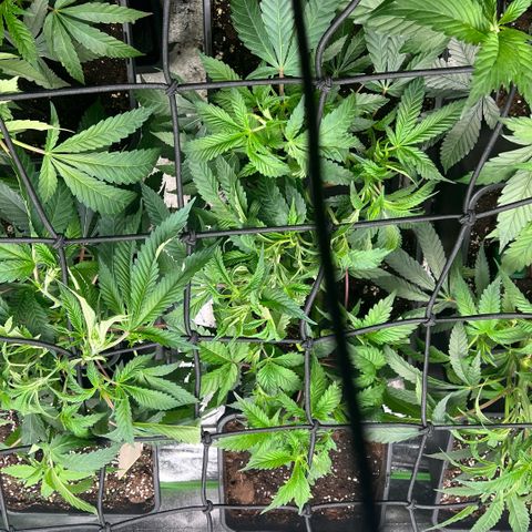 Dantes Inferno  growlog timeline photo