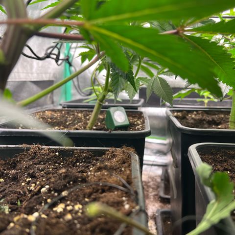 Dantes Inferno  growlog timeline photo