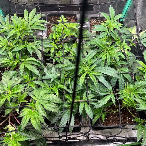 Dantes Inferno  growlog timeline photo