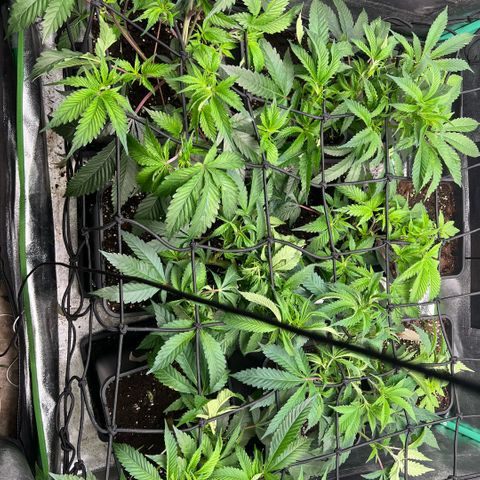 Dantes Inferno  growlog timeline photo