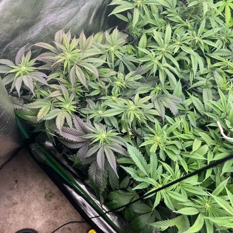 Dantes Inferno  growlog timeline photo