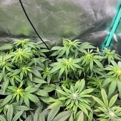 Dantes Inferno  growlog timeline photo
