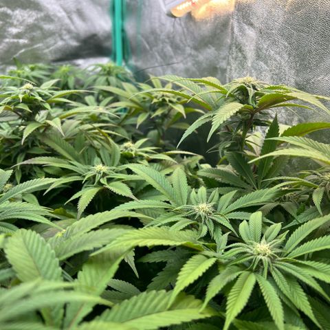 Dantes Inferno  growlog timeline photo