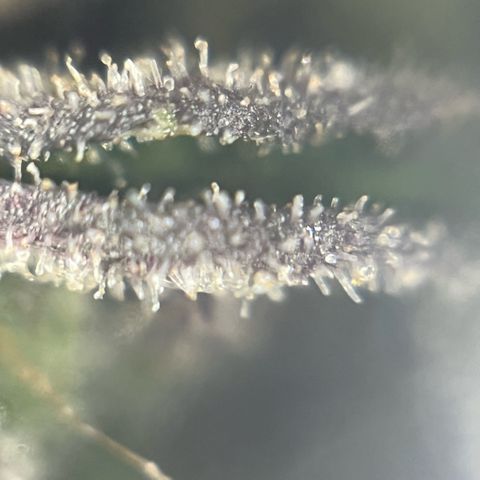 Dantes Inferno  growlog timeline photo