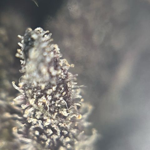 Dantes Inferno  growlog timeline photo
