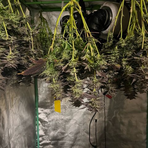 Dantes Inferno  growlog timeline photo