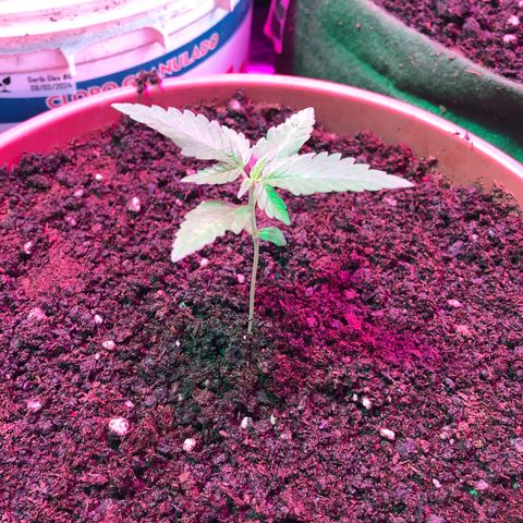 Auto Gorilla Glue #4 LST growlog timeline photo