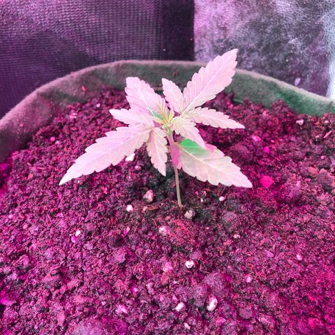 Auto Gorilla Glue #4 growlog timeline photo