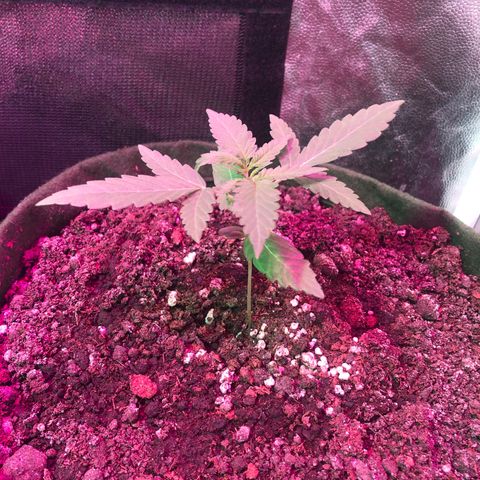Auto Gorilla Glue #4 growlog timeline photo