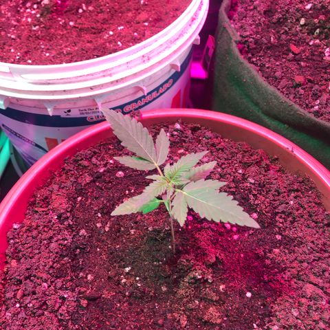 Auto Gorilla Glue #4 LST growlog timeline photo
