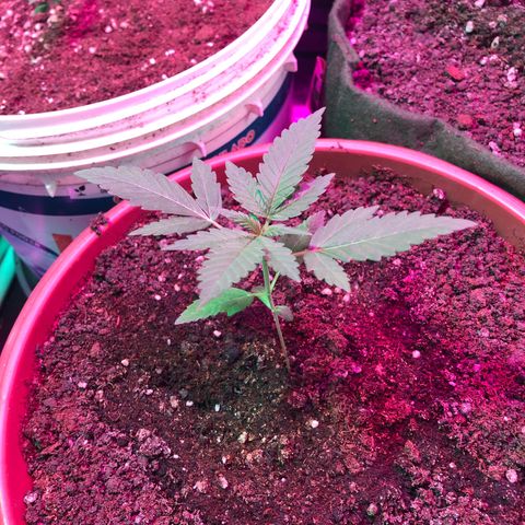 Auto Gorilla Glue #4 LST growlog timeline photo