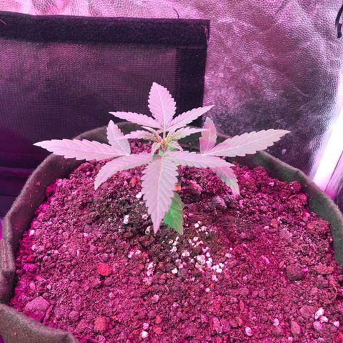 Auto Gorilla Glue #4 growlog timeline photo