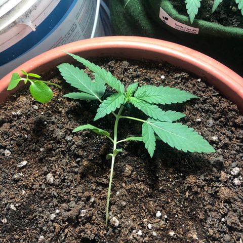 Auto Gorilla Glue #4 LST growlog photo: Iniciado o LST (treinamento de baixo estresse)