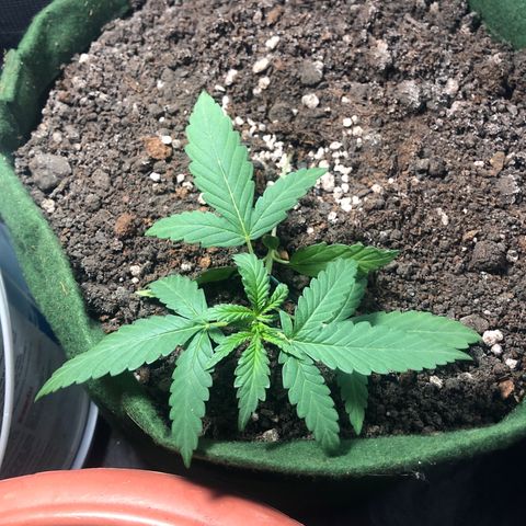 Auto Gorilla Glue #4 growlog photo: Iniciado o LST.