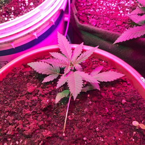 Auto Gorilla Glue #4 LST growlog timeline photo