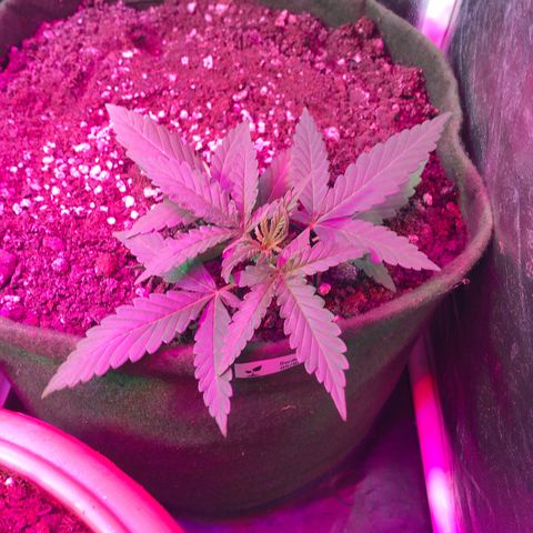 Auto Gorilla Glue #4 growlog timeline photo