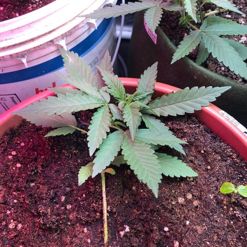 Auto Gorilla Glue #4 LST growlog photo: Comprei mais uma lâmpada de 60w