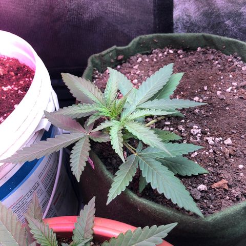Auto Gorilla Glue #4 growlog timeline photo