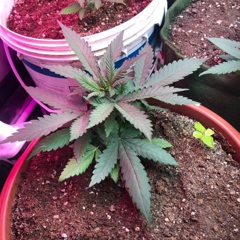Auto Gorilla Glue #4 LST growlog photo: Me esqueci de tirar as fotos, tá gigante, crescendo muito 