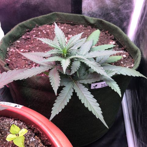 Auto Gorilla Glue #4 growlog photo: cada dia mais bonita 